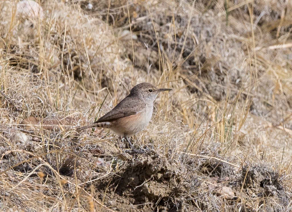 Rock Wren - Kevin Rutherford