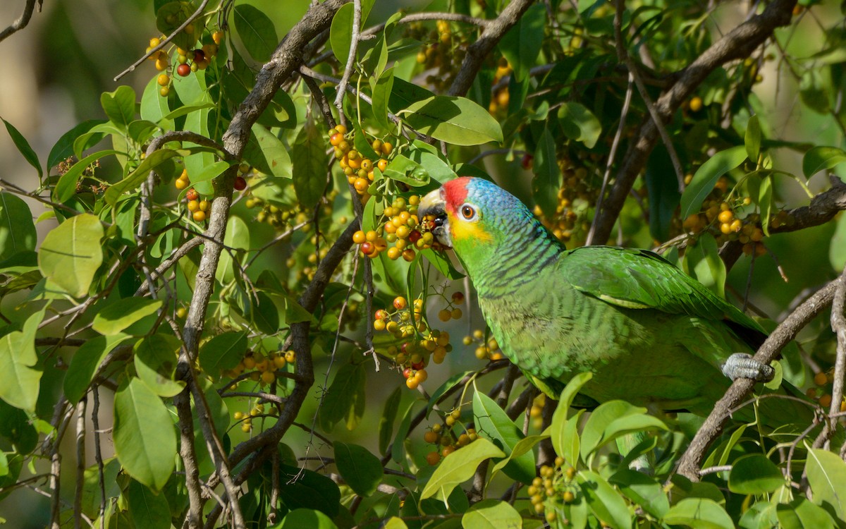 Red-lored Parrot - ML440562701
