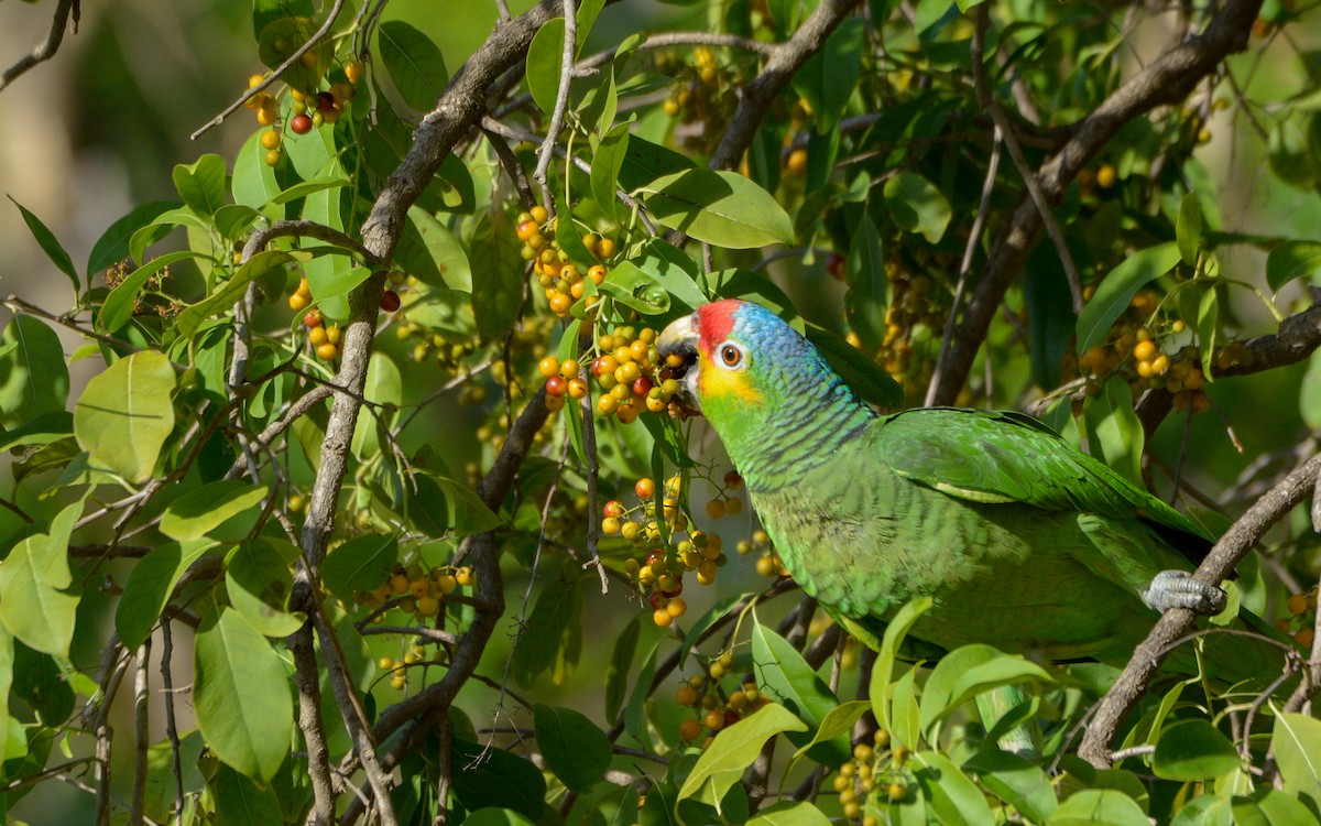 Red-lored Parrot - ML440562731