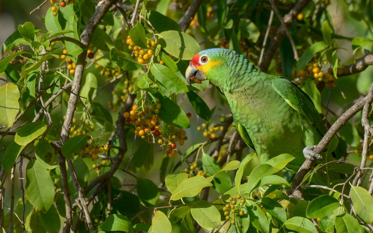 Red-lored Parrot - ML440562891