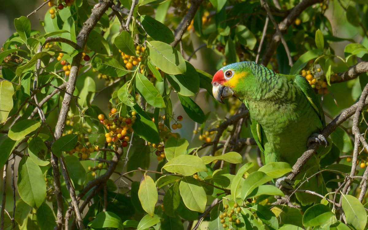 Red-lored Parrot - ML440562921