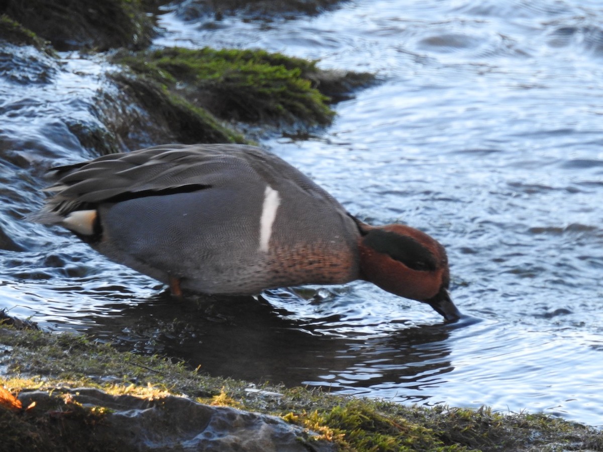 Green-winged Teal - ML44056591