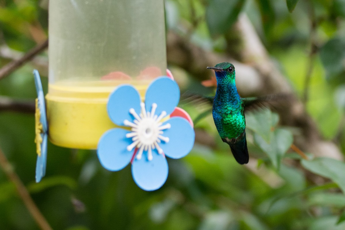 kolibřík modrobradý - ML440566061