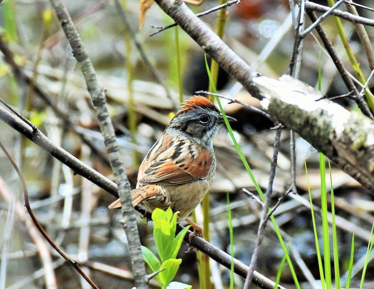 Swamp Sparrow - ML440575481