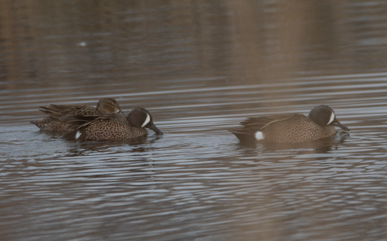 Blue-winged Teal - ML440578031