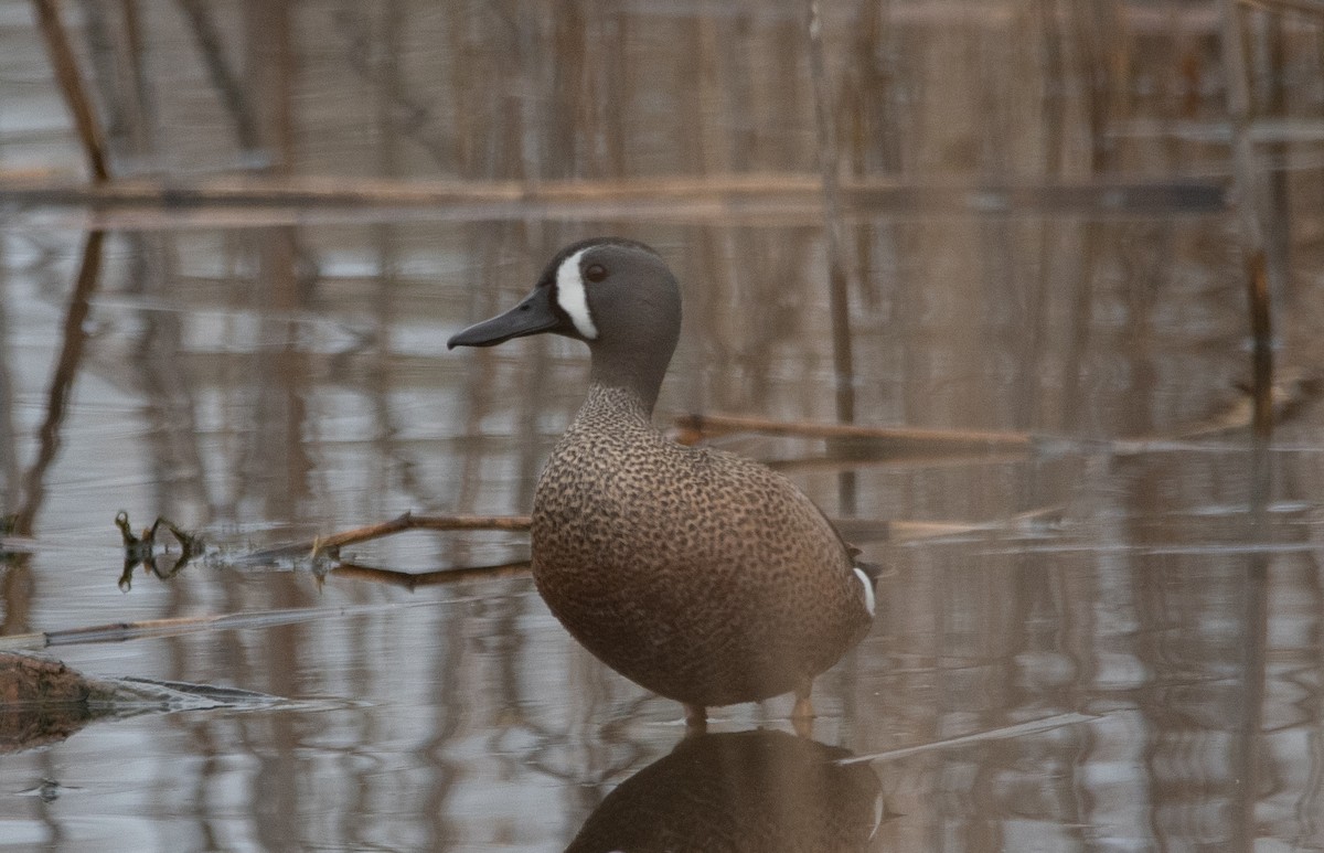 Blue-winged Teal - ML440578061