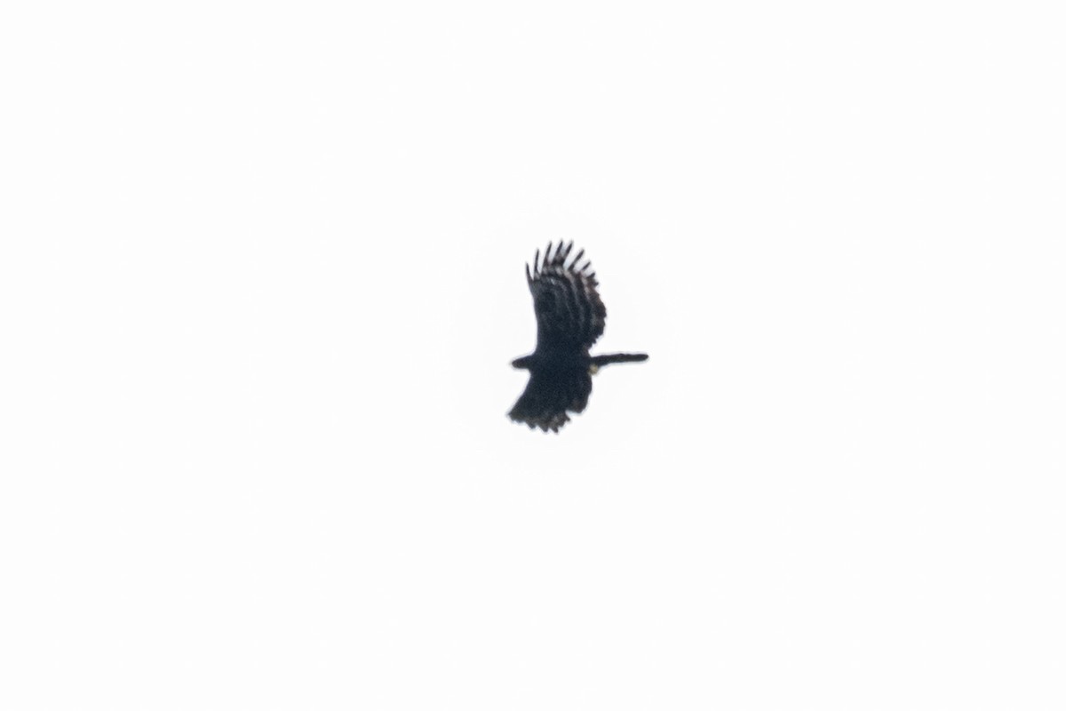 Чёрный хохлатый орёл - ML440578751
