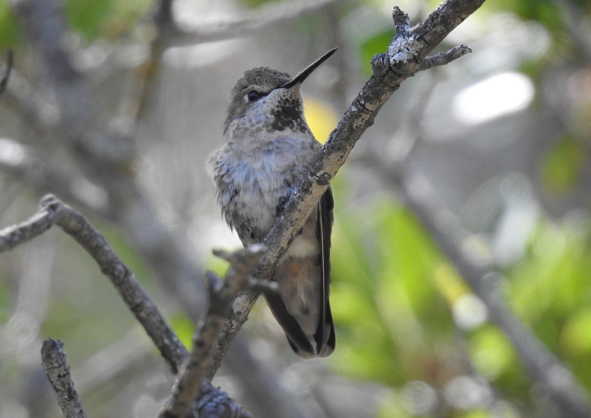 Anna's Hummingbird - ML440579941