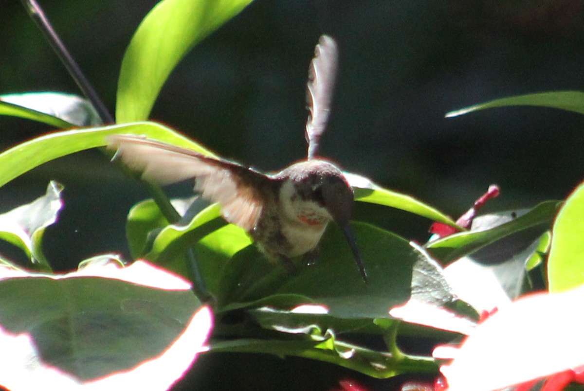Ruby-throated Hummingbird - Mario Trejo