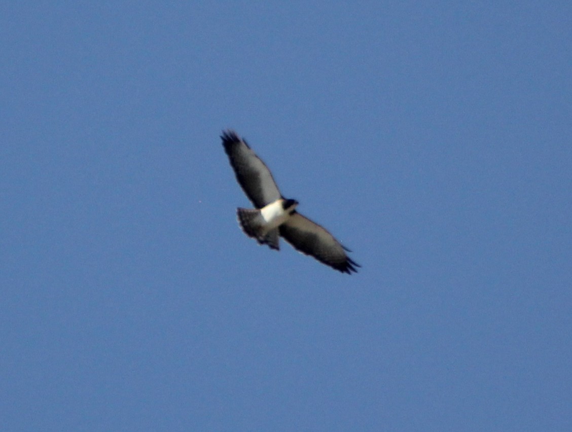 Short-tailed Hawk - ML44058321