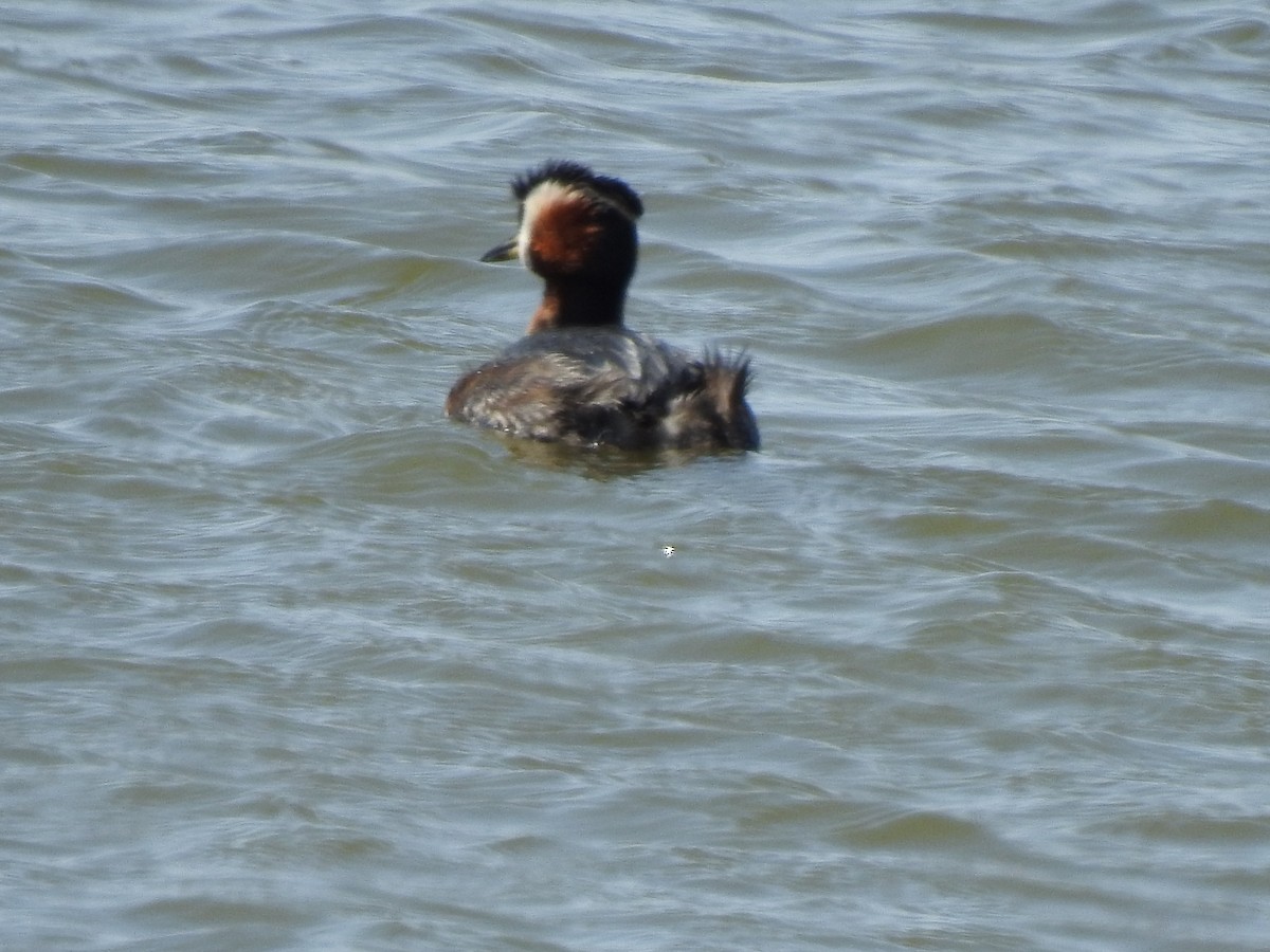 Red-necked Grebe - ML440583521