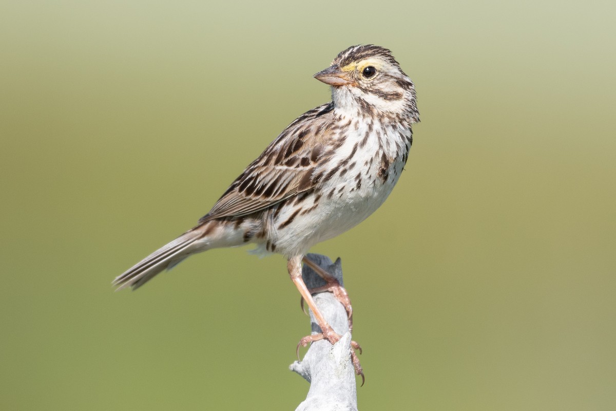 Savannah Sparrow - ML440584181