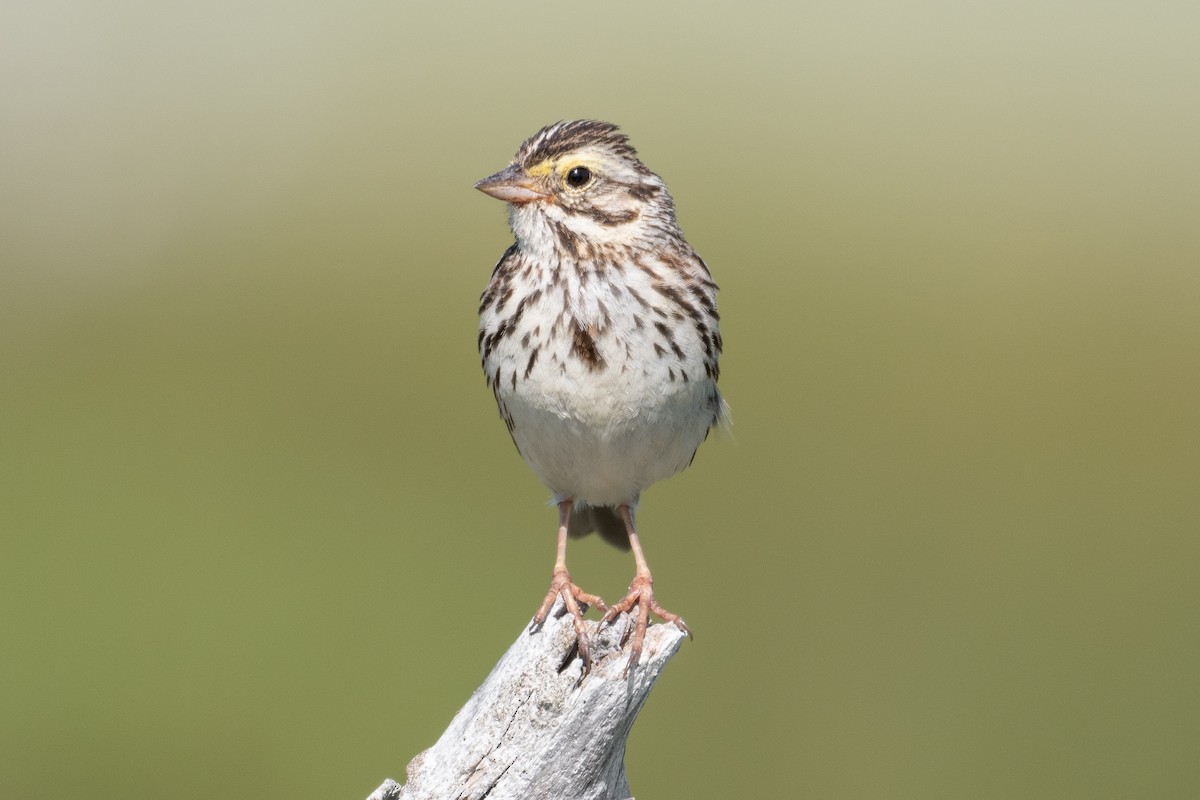 Savannah Sparrow - ML440584301