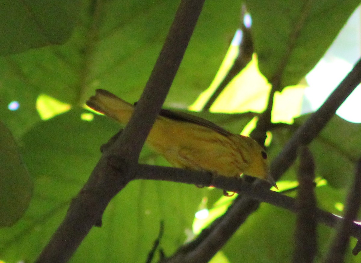 Yellow Warbler - ML44058571
