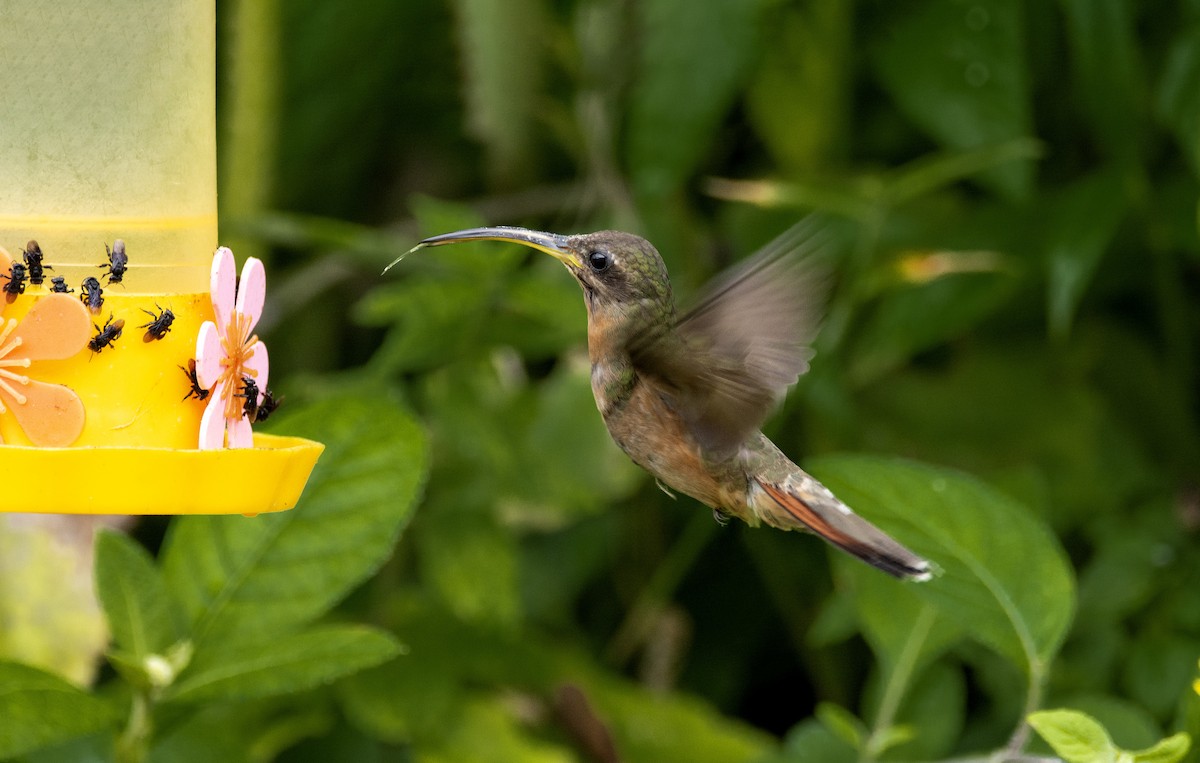 Rufous-breasted Hermit - ML440597431