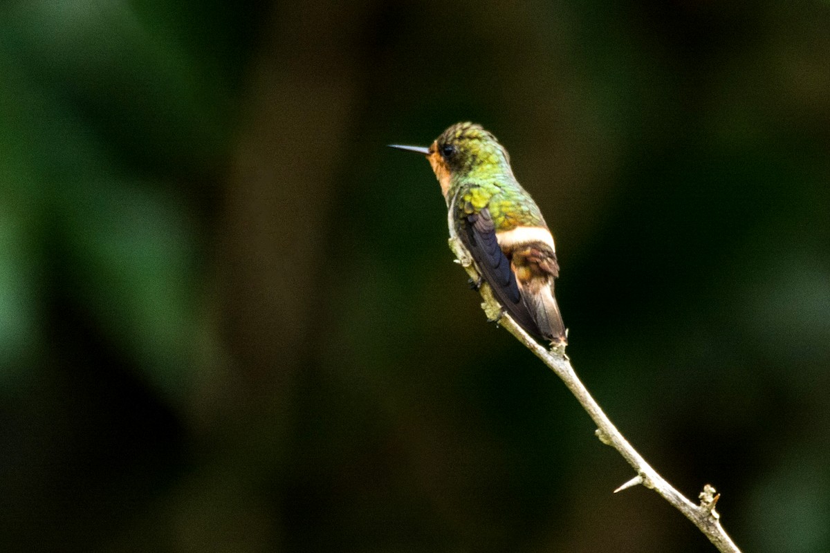 Frilled Coquette - ML440598061