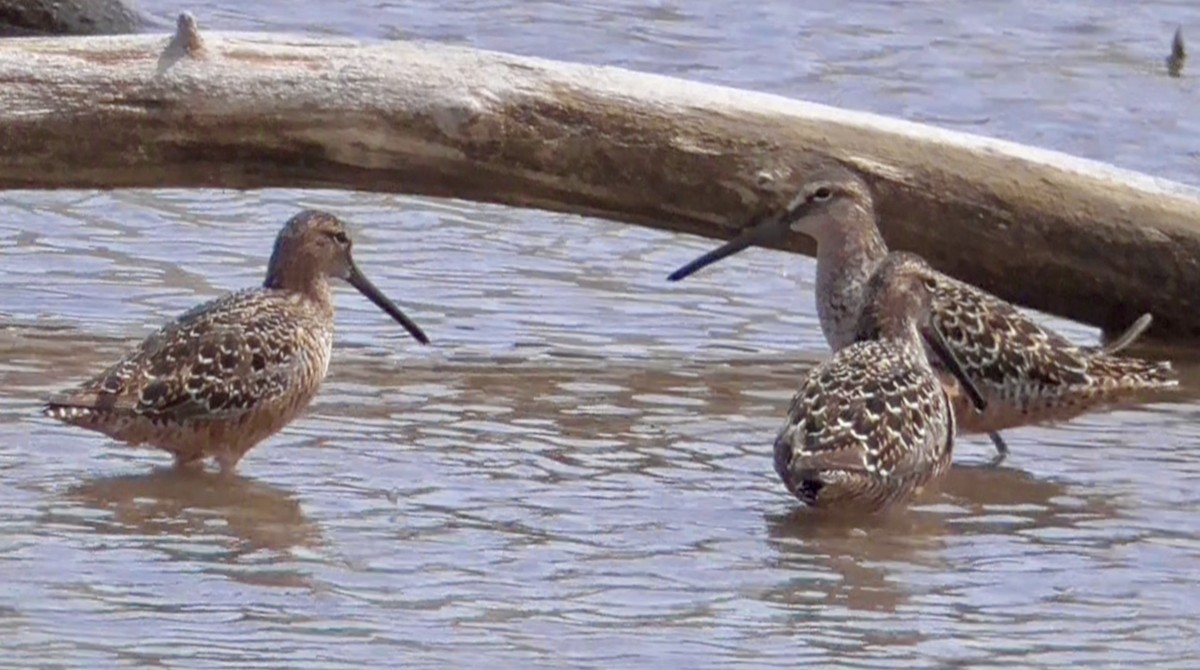 Long-billed Dowitcher - ML440598311