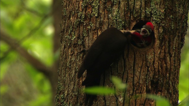 Pileated Woodpecker - ML440601