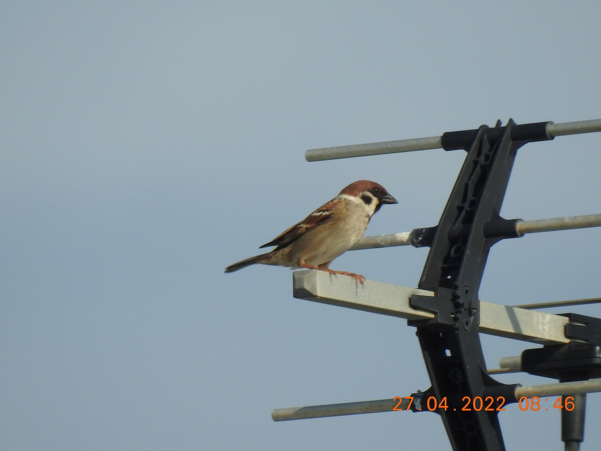 Eurasian Tree Sparrow - ML440604631