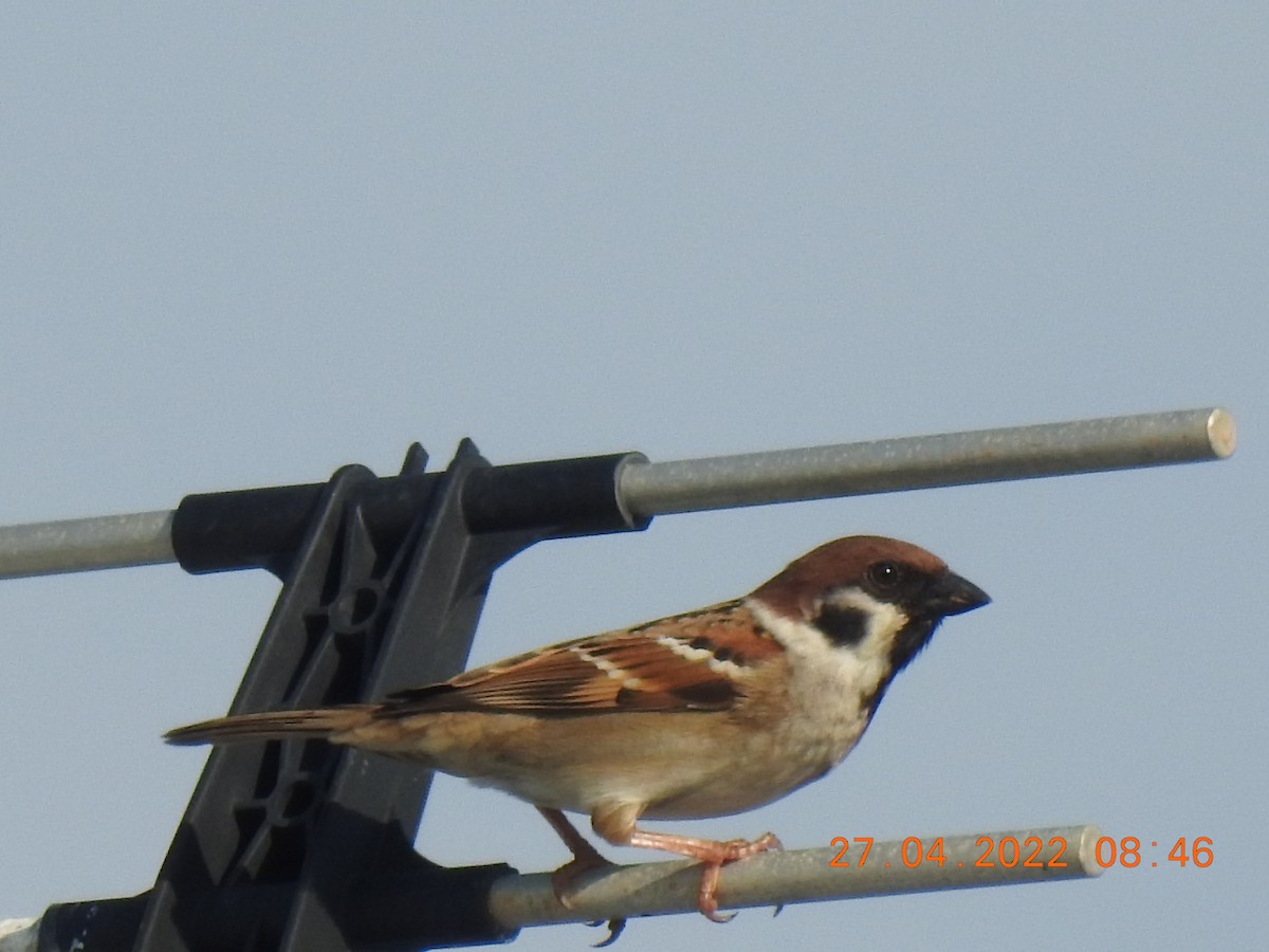 Eurasian Tree Sparrow - ML440604691