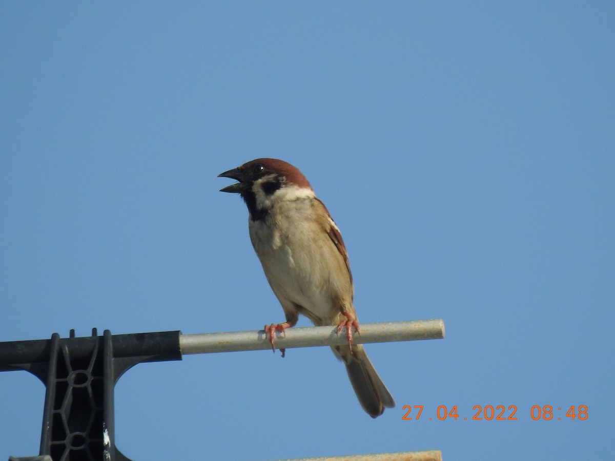Eurasian Tree Sparrow - ML440604701