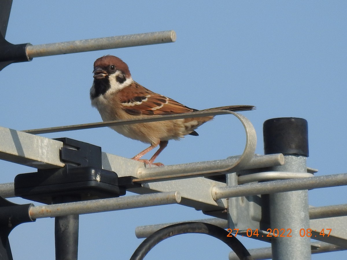Eurasian Tree Sparrow - ML440604731