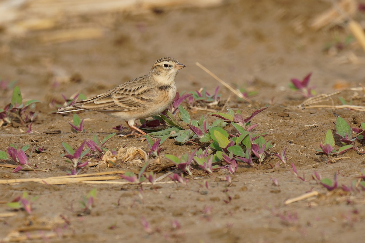 Mongolian Short-toed Lark - Vincent Wang