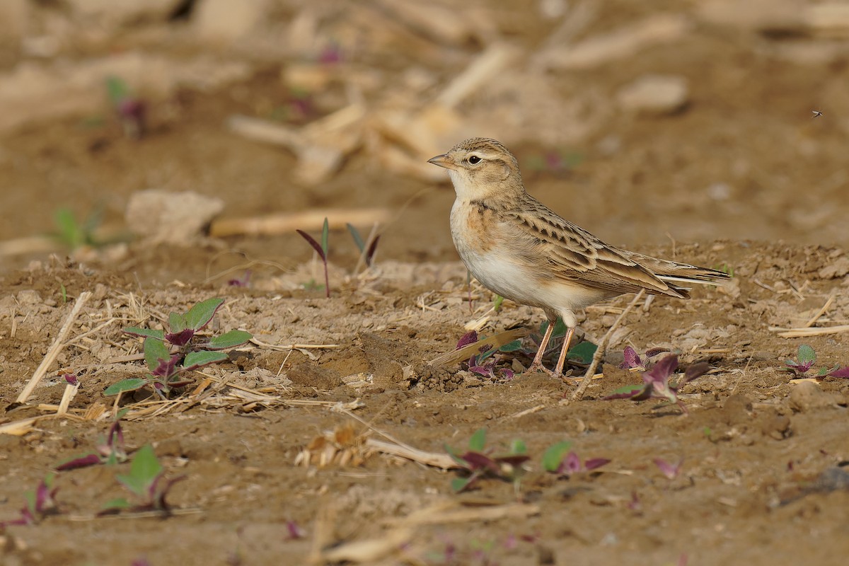 Mongolian Short-toed Lark - ML440604981