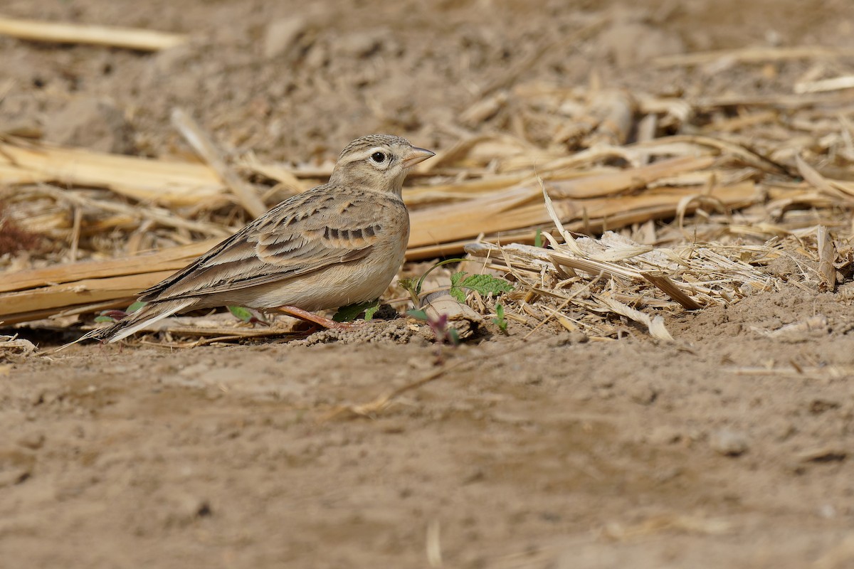 Mongolian Short-toed Lark - ML440605081