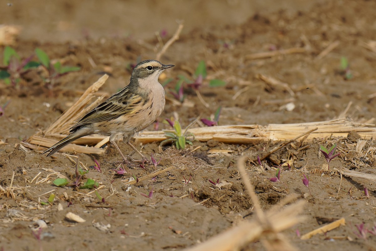 Rosy Pipit - ML440605861