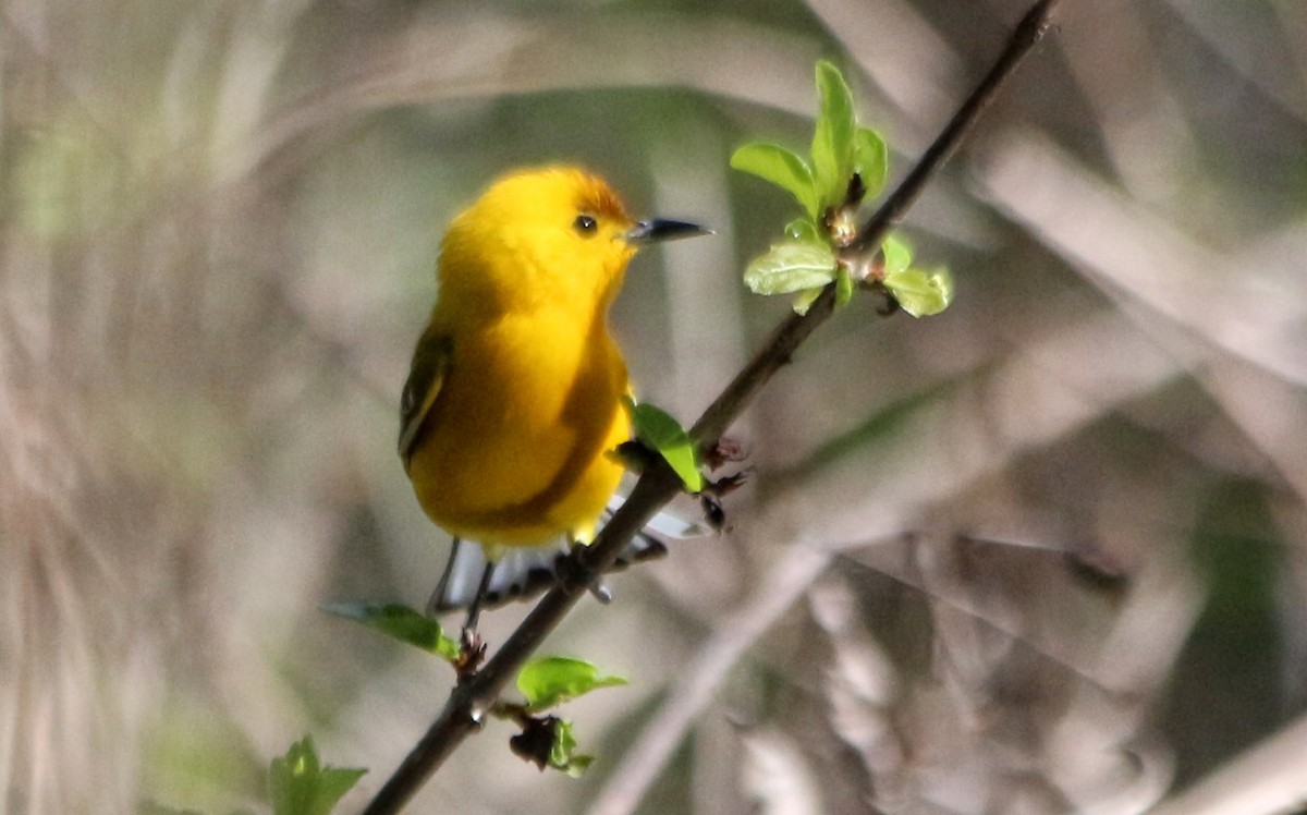 Prothonotary Warbler - ML440610141