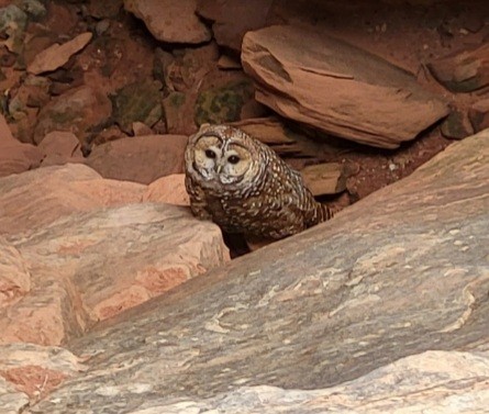 Spotted Owl - ML440614051