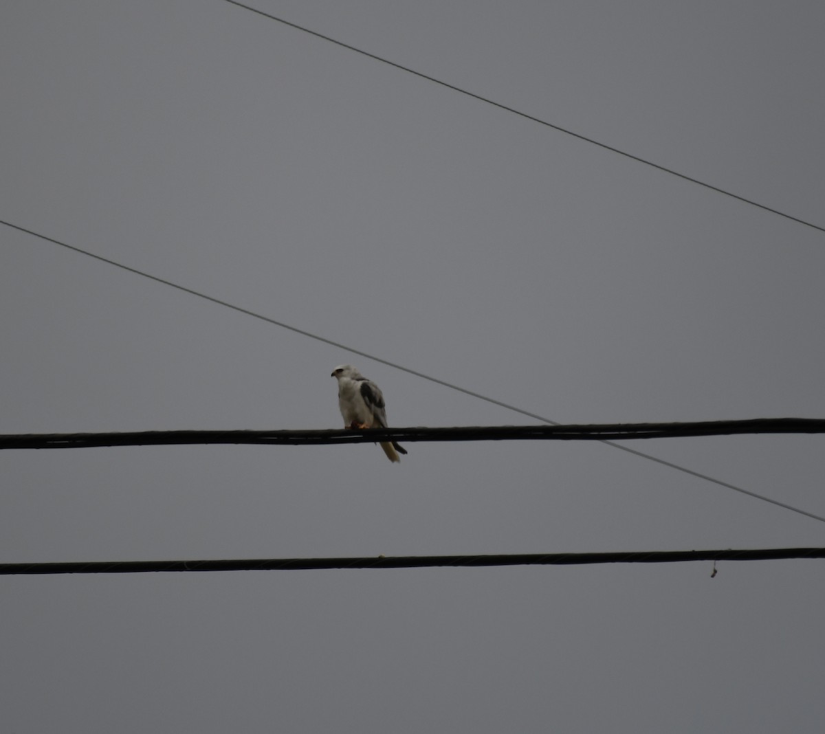 White-tailed Kite - Henry  Trimpe