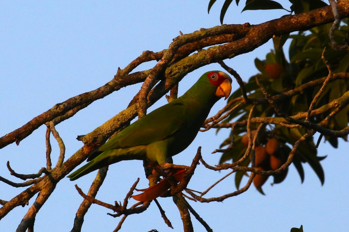 White-fronted Parrot - Charles Davies