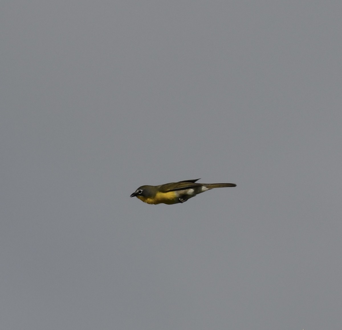 Yellow-breasted Chat - ML440624511
