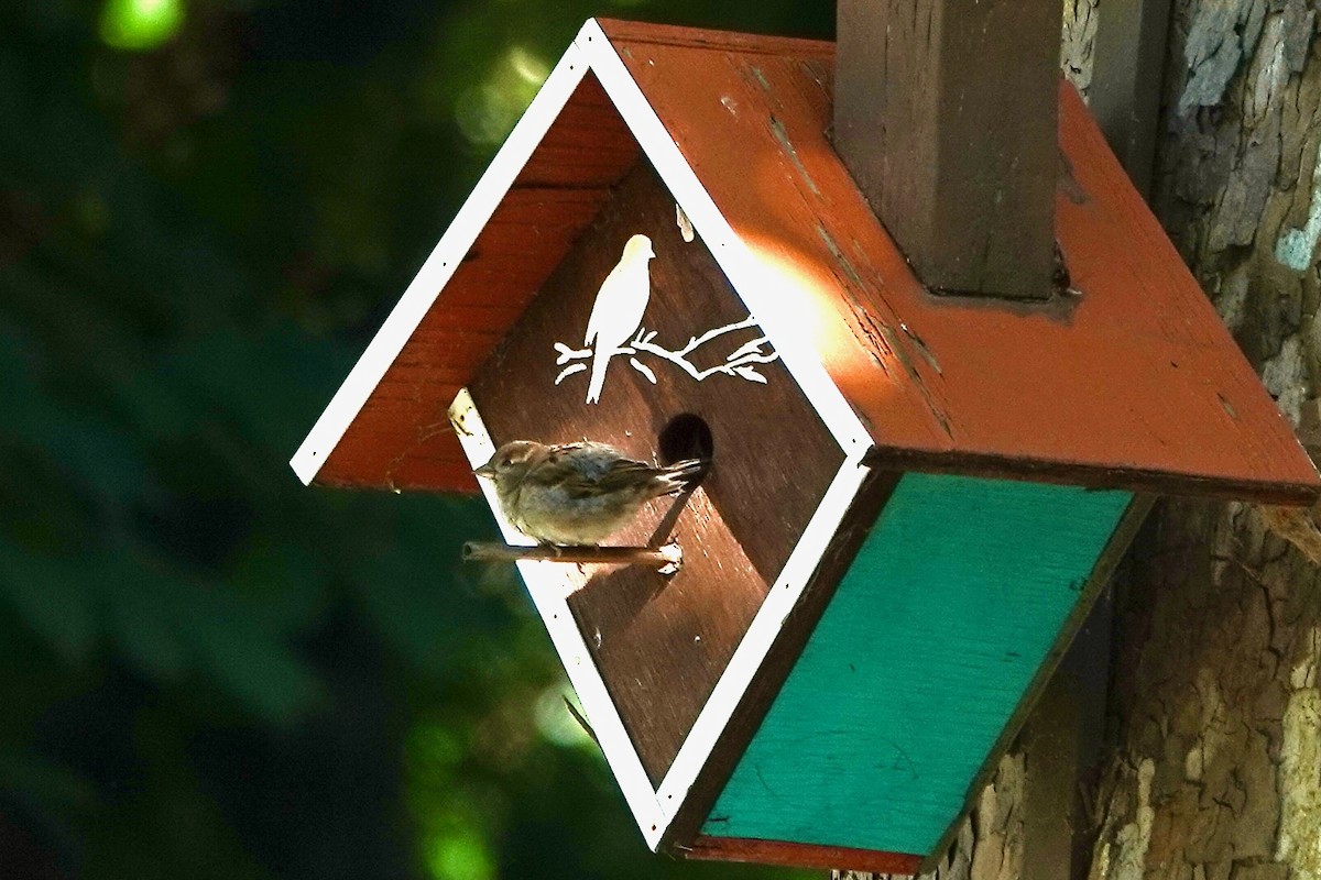 House Sparrow - Susan Goodrich