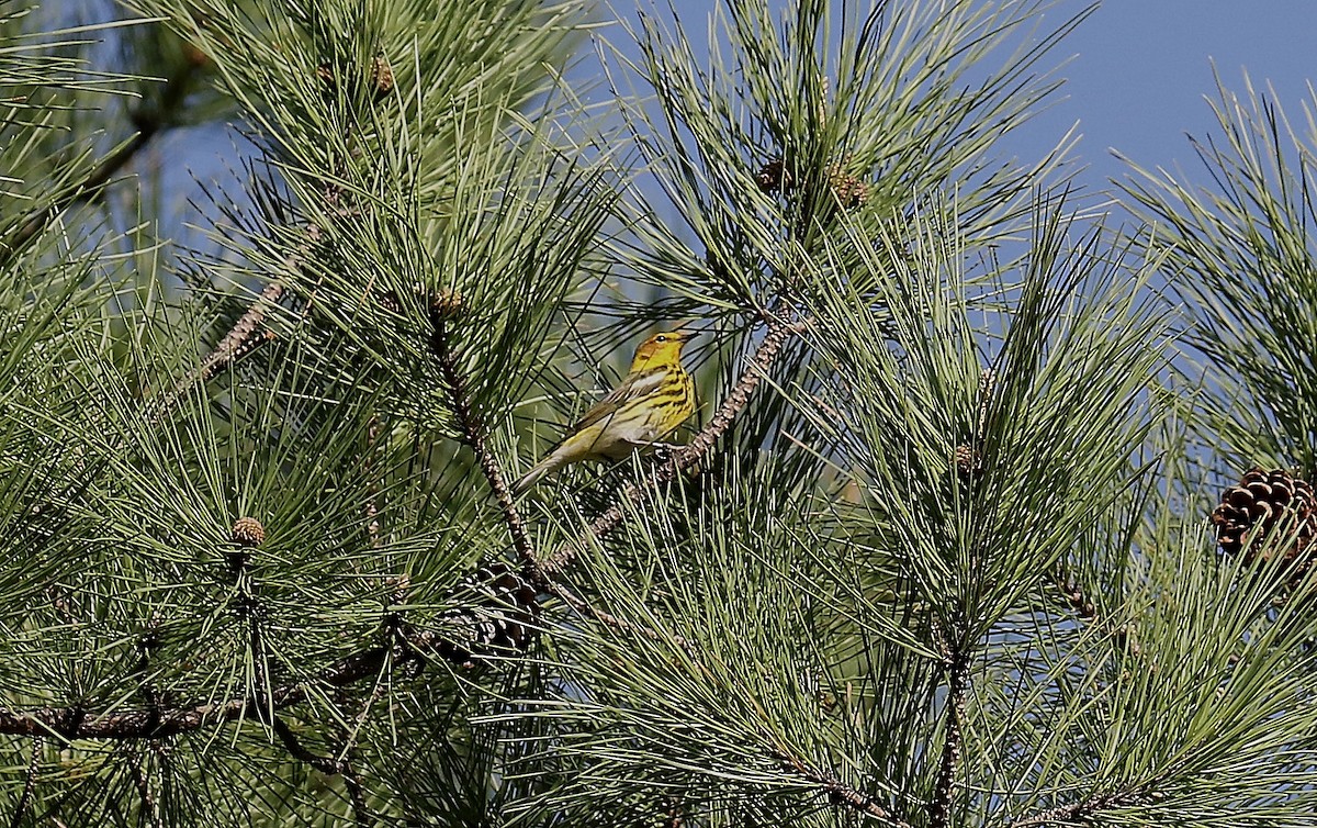 Cape May Warbler - ML440631081