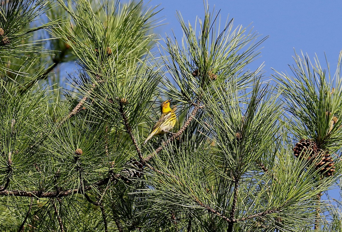 Cape May Warbler - ML440631121