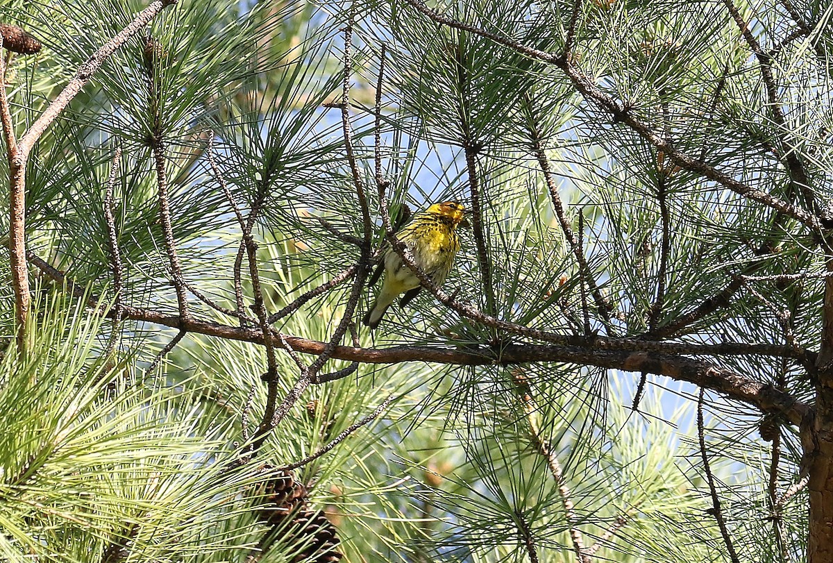 Cape May Warbler - ML440631141
