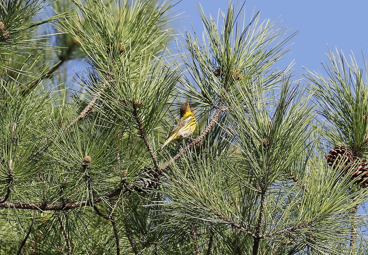 Cape May Warbler - ML440631171