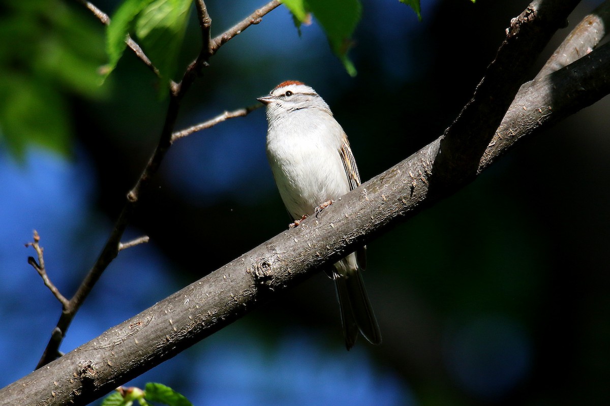 Chipping Sparrow - ML440631631