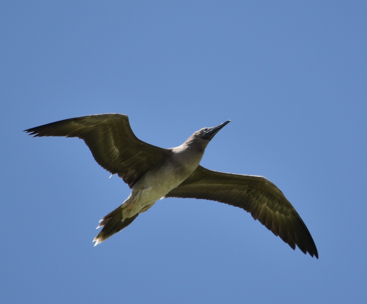 Red-footed Booby - Bill Bacon