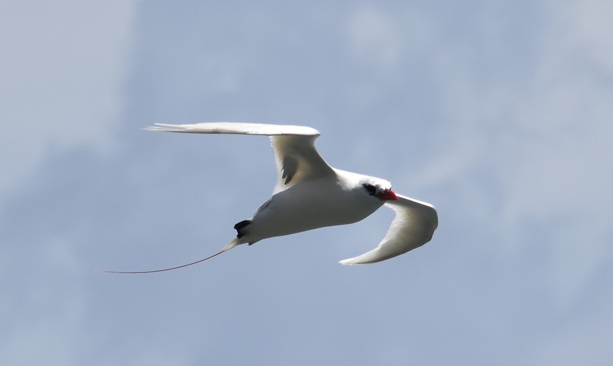Red-tailed Tropicbird - Bill Bacon