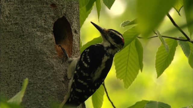 Hairy Woodpecker - ML440645