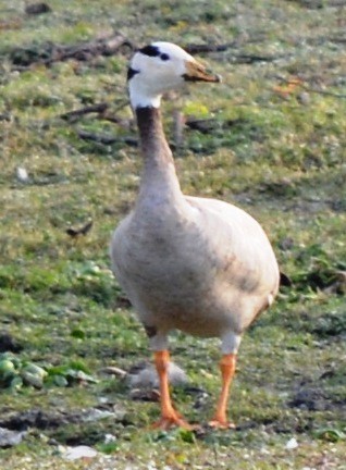 Bar-headed Goose - ML44064601