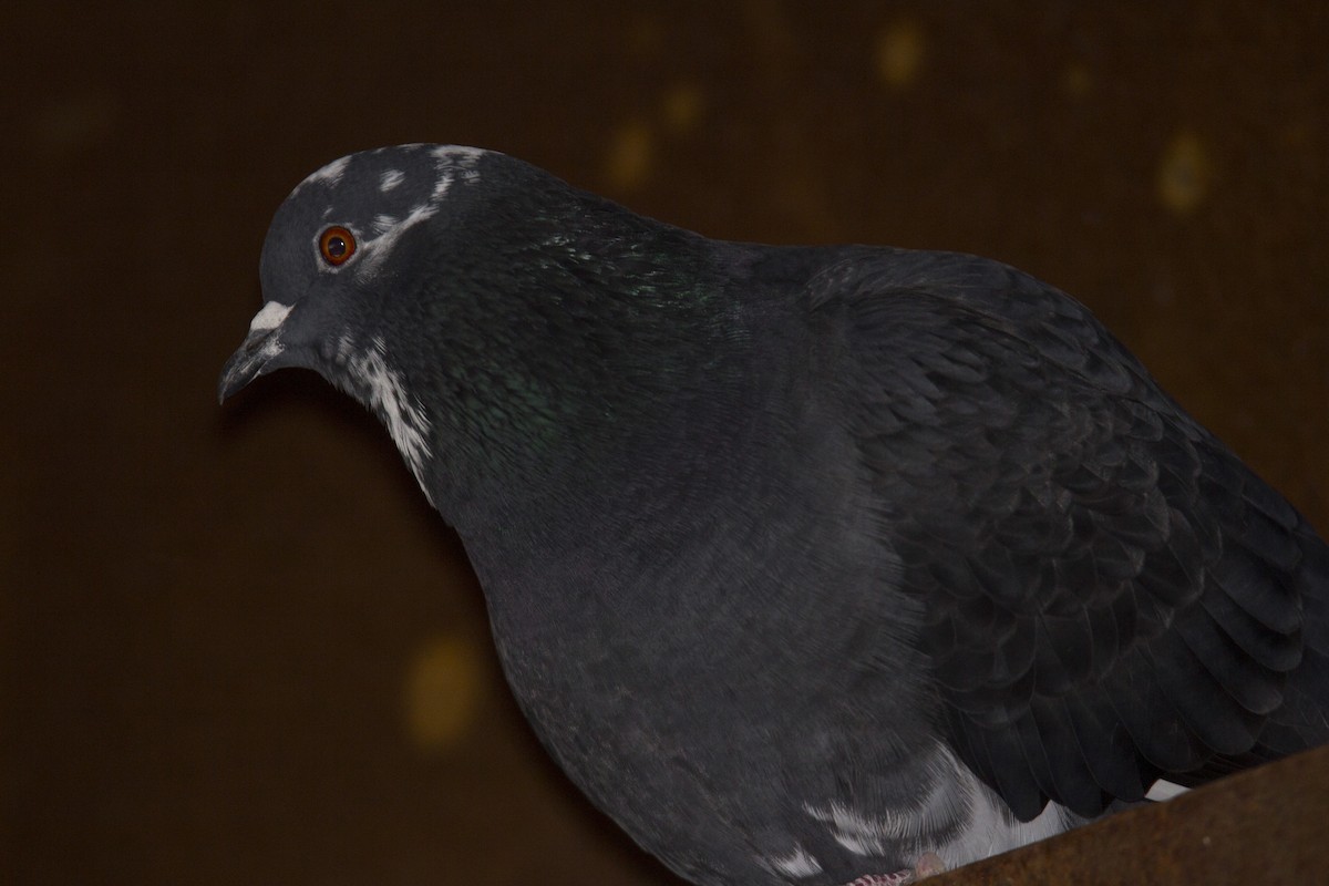 Rock Pigeon (Feral Pigeon) - Ed kendall