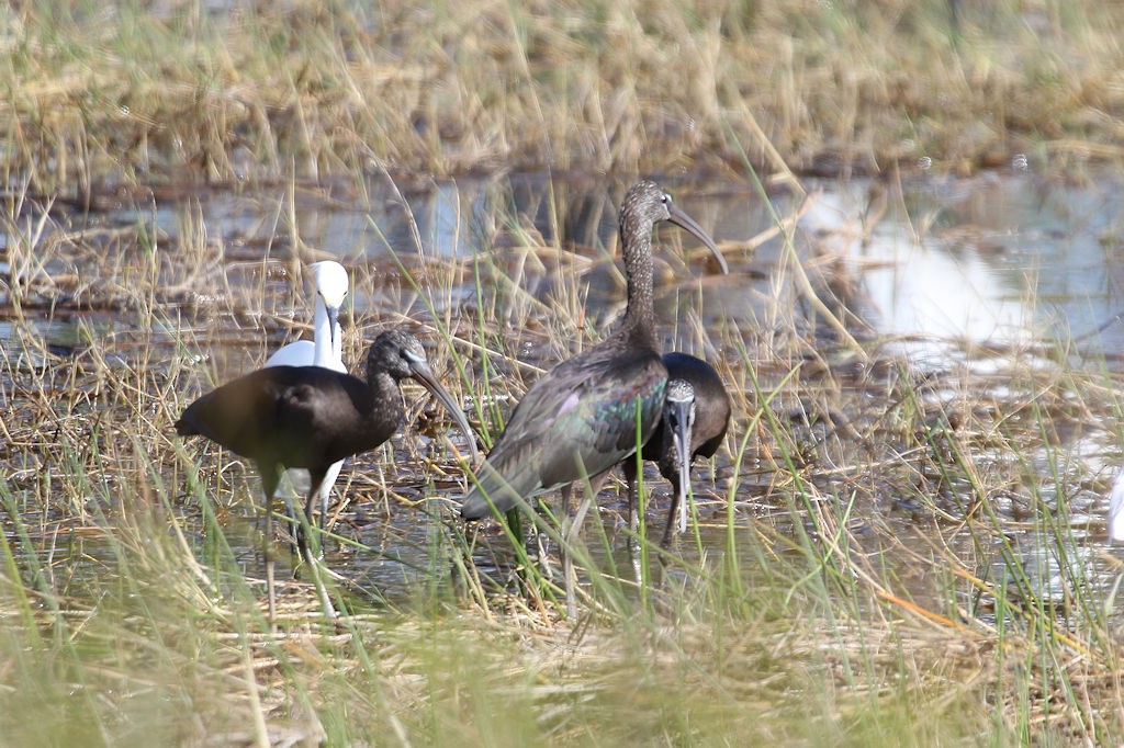 ibis hnědý - ML44064741