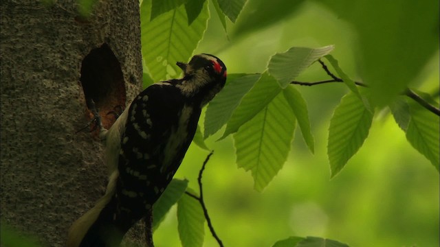 Hairy Woodpecker - ML440648
