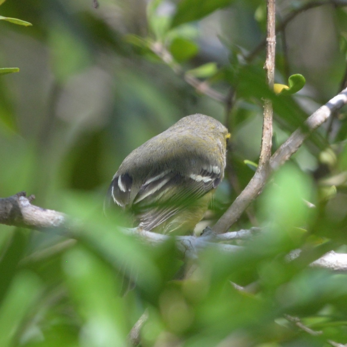 Thick-billed Vireo - Dave Wilson