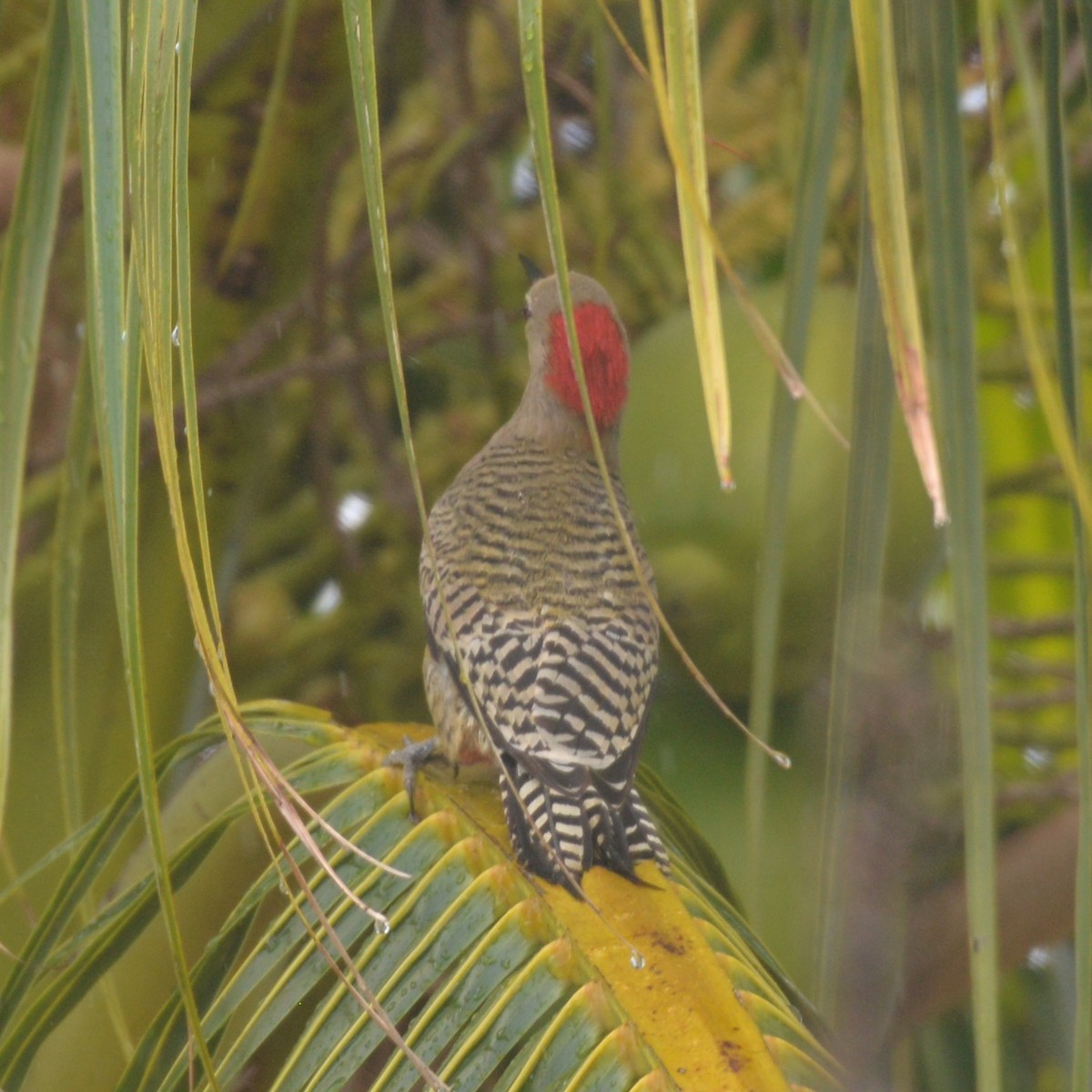 West Indian Woodpecker - Dave Wilson